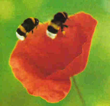 2bumblebees.jpg