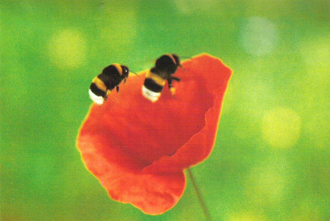 Bumblebees